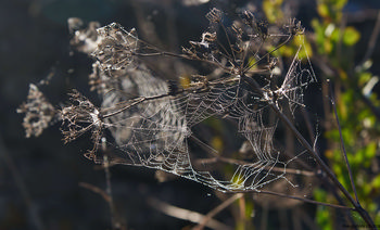 Sunny spider webs This nature photograph, taken in the morning during autumn 2018, shows glistening sunny spiders webs stretched between dried plants. The image was captured in the rural landscape of the North Yorkshire Moors in the United Kingdom. The soft morning sunlight reveals dew droplets on the intricate structure of the spiders web, highlighting the delicate relationship between the webs and the plants that support them. This still life scene emphasizes the quiet beauty of a rural area in autumn, providing a detailed view of the natural environment of North Yorkshire Moors.